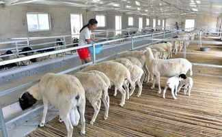 青岛爱迪福 夏季养羊有高招,能吃快长效益好